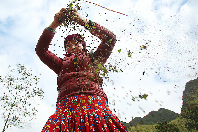 Experience northern Vietnam’s enchanting buckwheat harvest